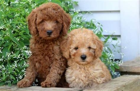 minipuddel|Miniature Poodle Dog Breed: Info, Pictures, Care, Traits & More